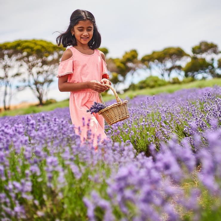 Emu Bay Lavender Farm, Kangaroo Island, South Australia © South Australian Tourism Commission