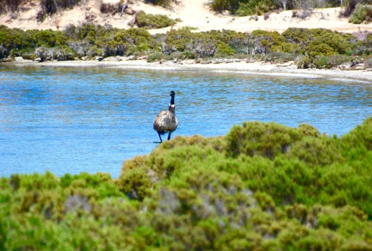 Emu a Coffin Bay National Park, Eyre Peninsula @ Australian Coastal Safaris