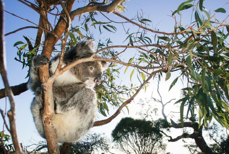 Ammirare i koala da vicino durante il  Australian Coastal Safaris  @ Australian Coastal Safaris / Robert Lang