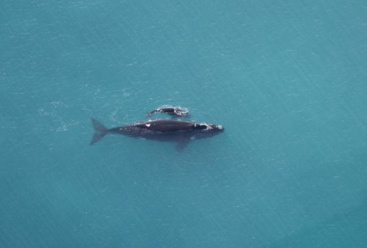Una balena e il suo piccolo al largo delle coste del South Australia @ South Australian Tourism Commision