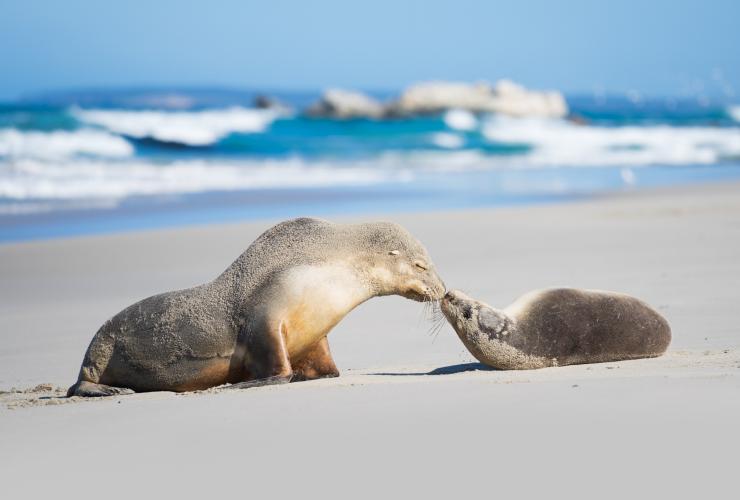 Seal Bay Conservation Park, Kangaroo Island, South Australia © Ben Goode