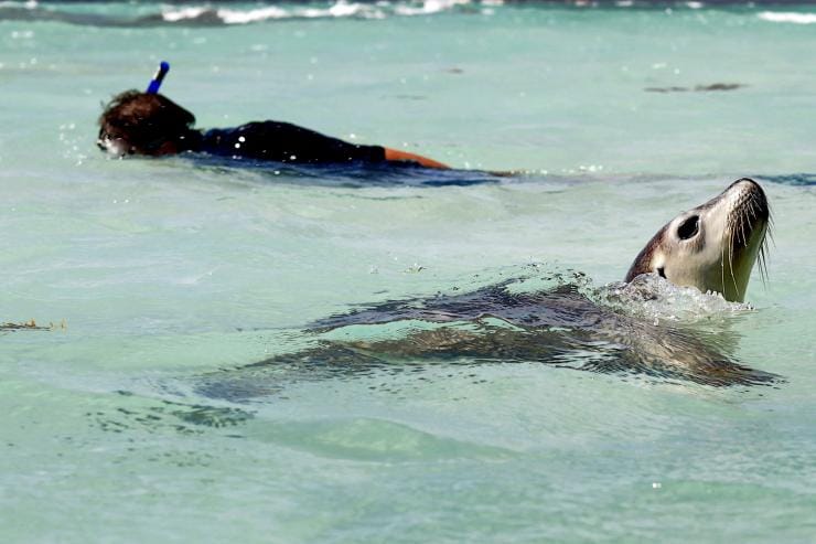 西オーストラリア州、ジュリエン・ベイ、シュノーケリング © Australia’s Coral Coast 西オーストラリア州、ジュリエン・ベイ、シュノーケリング © Australia’s Coral Coast