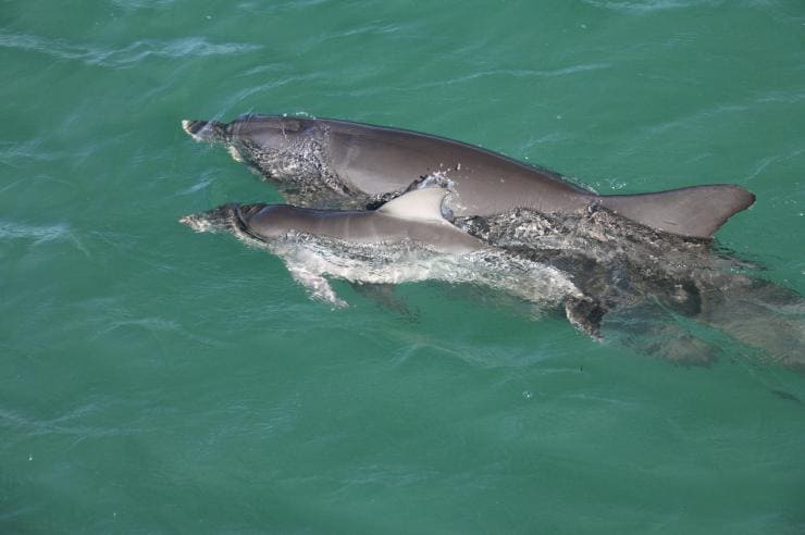 西オーストラリア州、シャーク・ベイ世界遺産地域、モンキー・マイア、イルカ © Australia's Coral Coast 西オーストラリア州、シャーク・ベイ世界遺産地域、モンキー・マイア、イルカ © Australia's Coral Coast