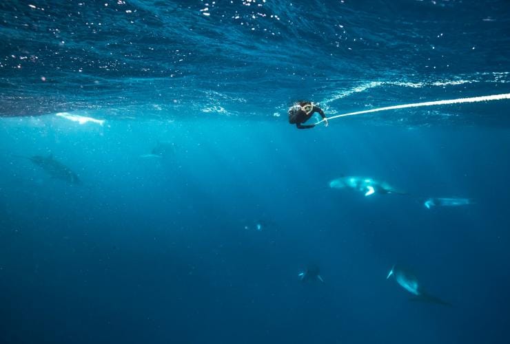 밍크 고래와 함께 수영하기, 보미 등대, 그레이트 배리어 리프, 퀸즐랜드 © 퀸즐랜드주 관광청