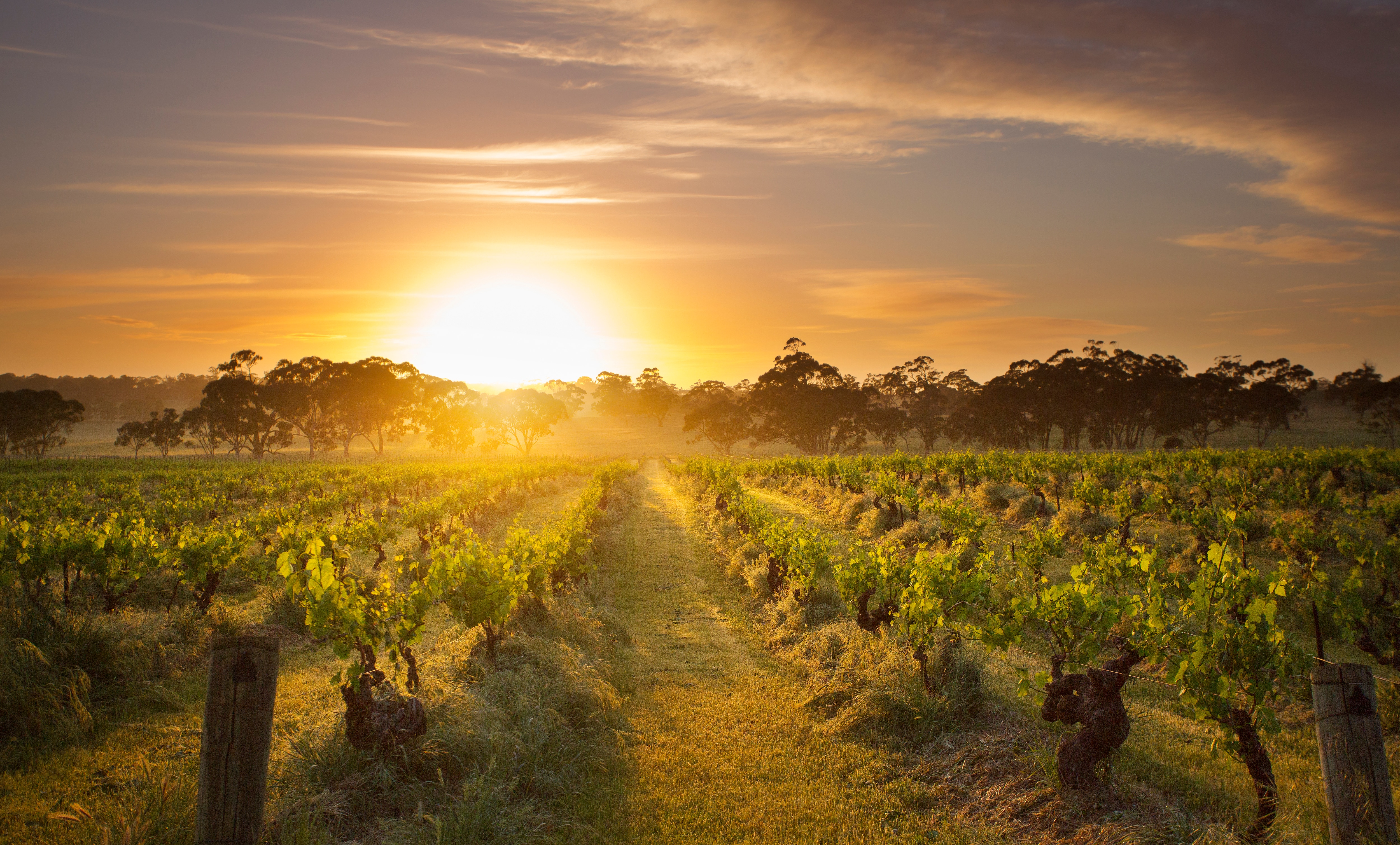 Barossa Valley