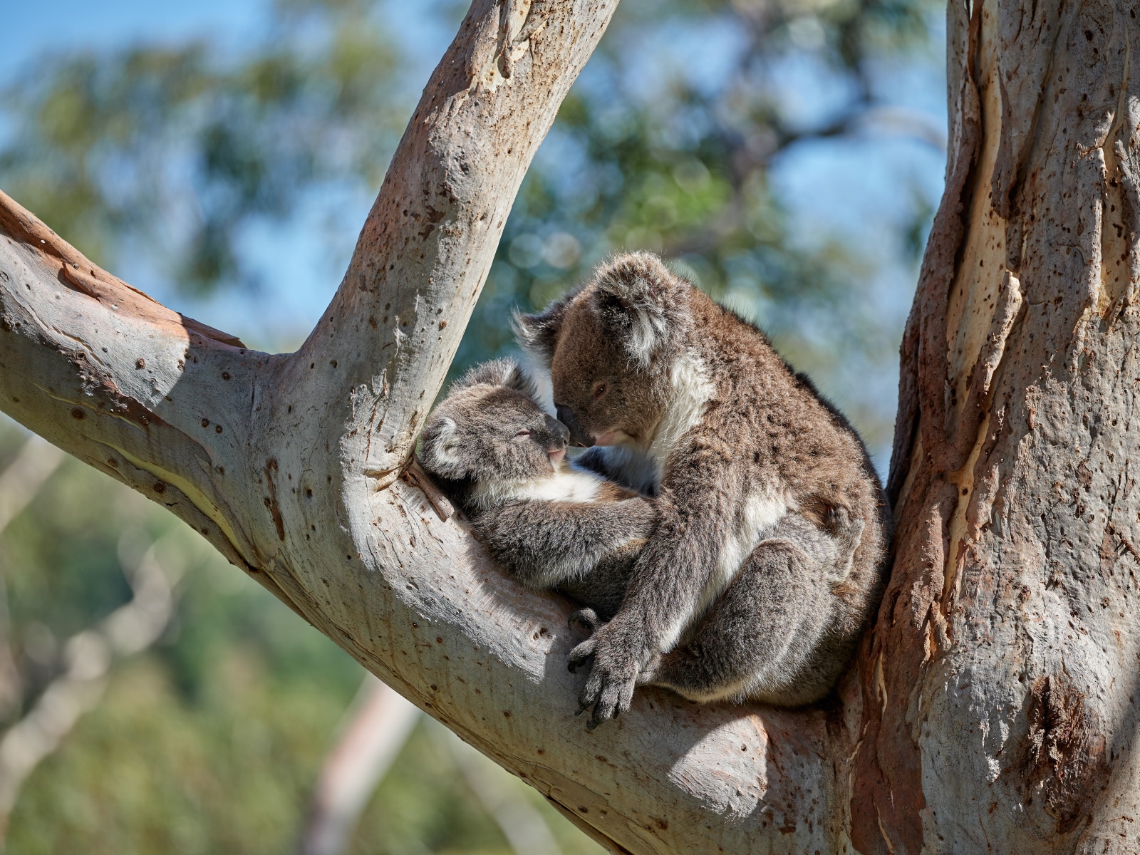 コアラを抱っこできる場所 オーストラリア政府観光局