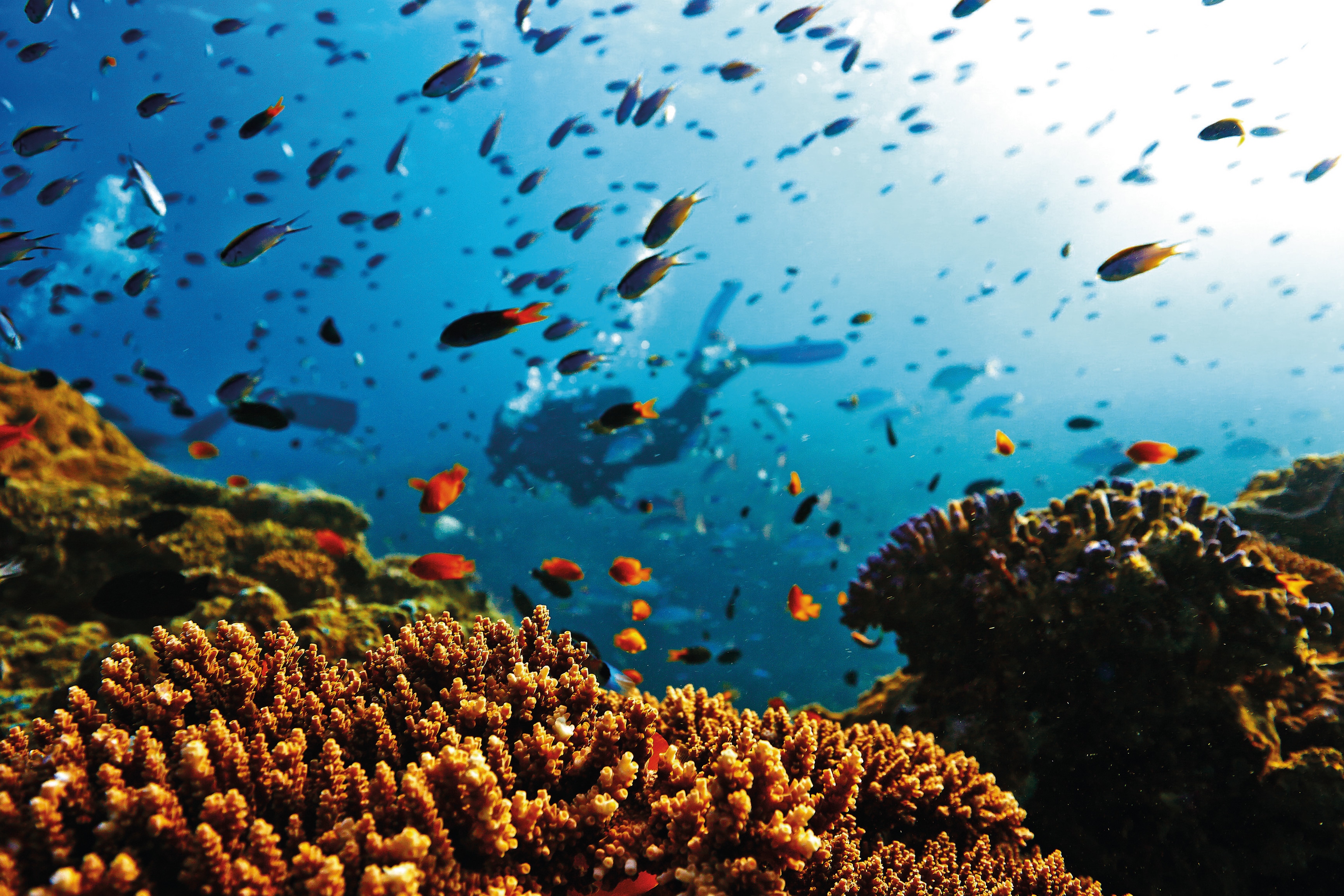 Guide to the Southern Great Barrier Reef - Tourism Australia