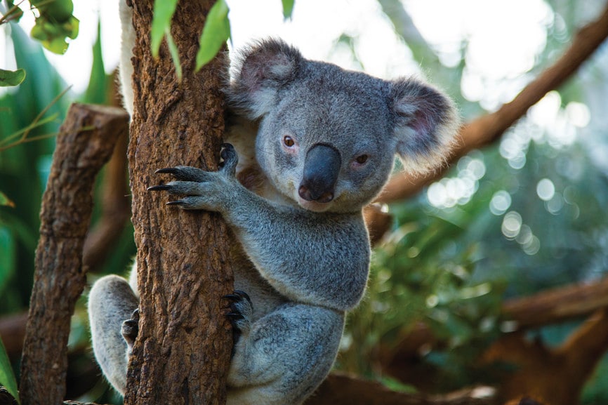 20 Best Random Koala Facts For the Kids - Teacher Professional Development