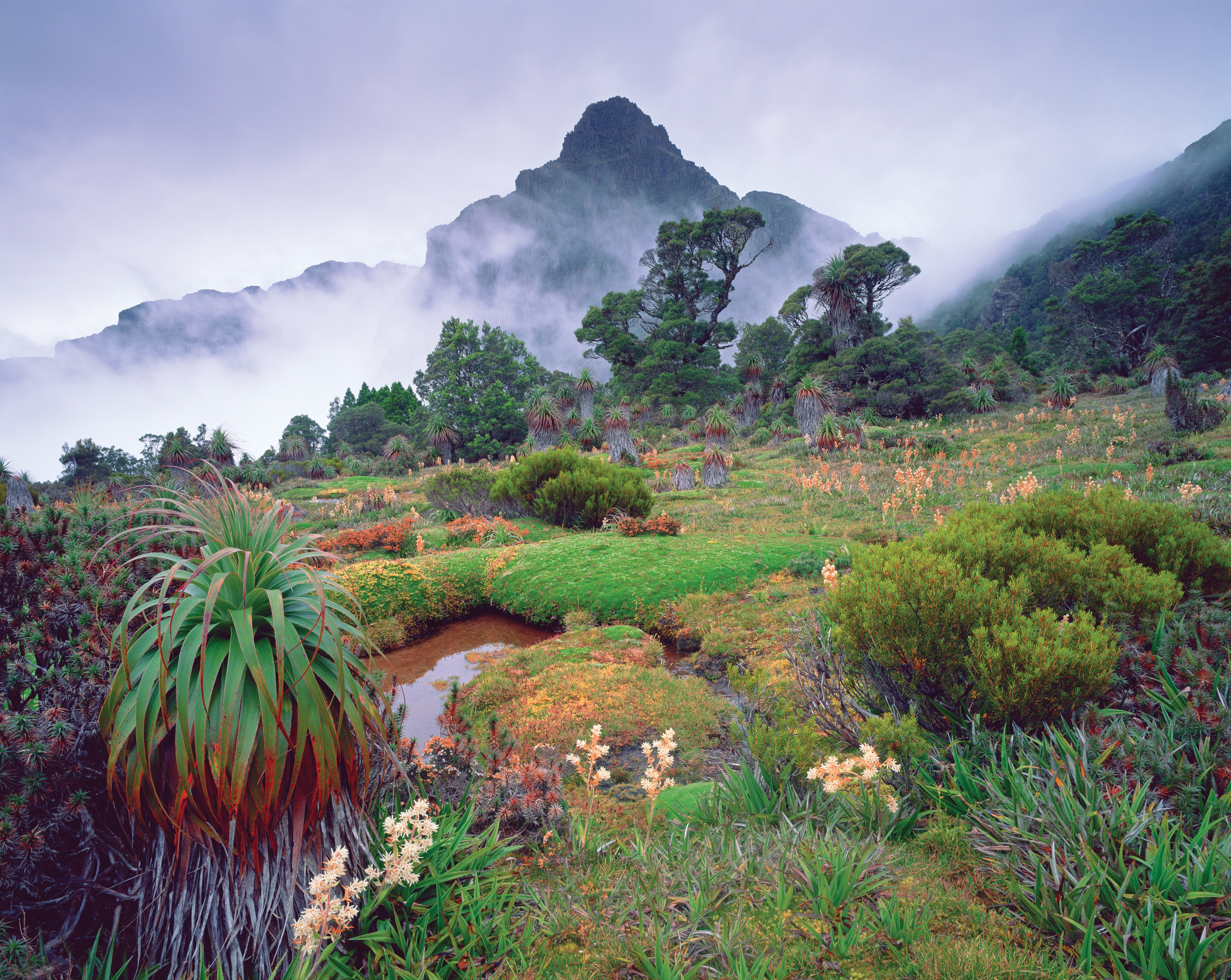 pas papir fad Australia's native plants - Tourism Australia