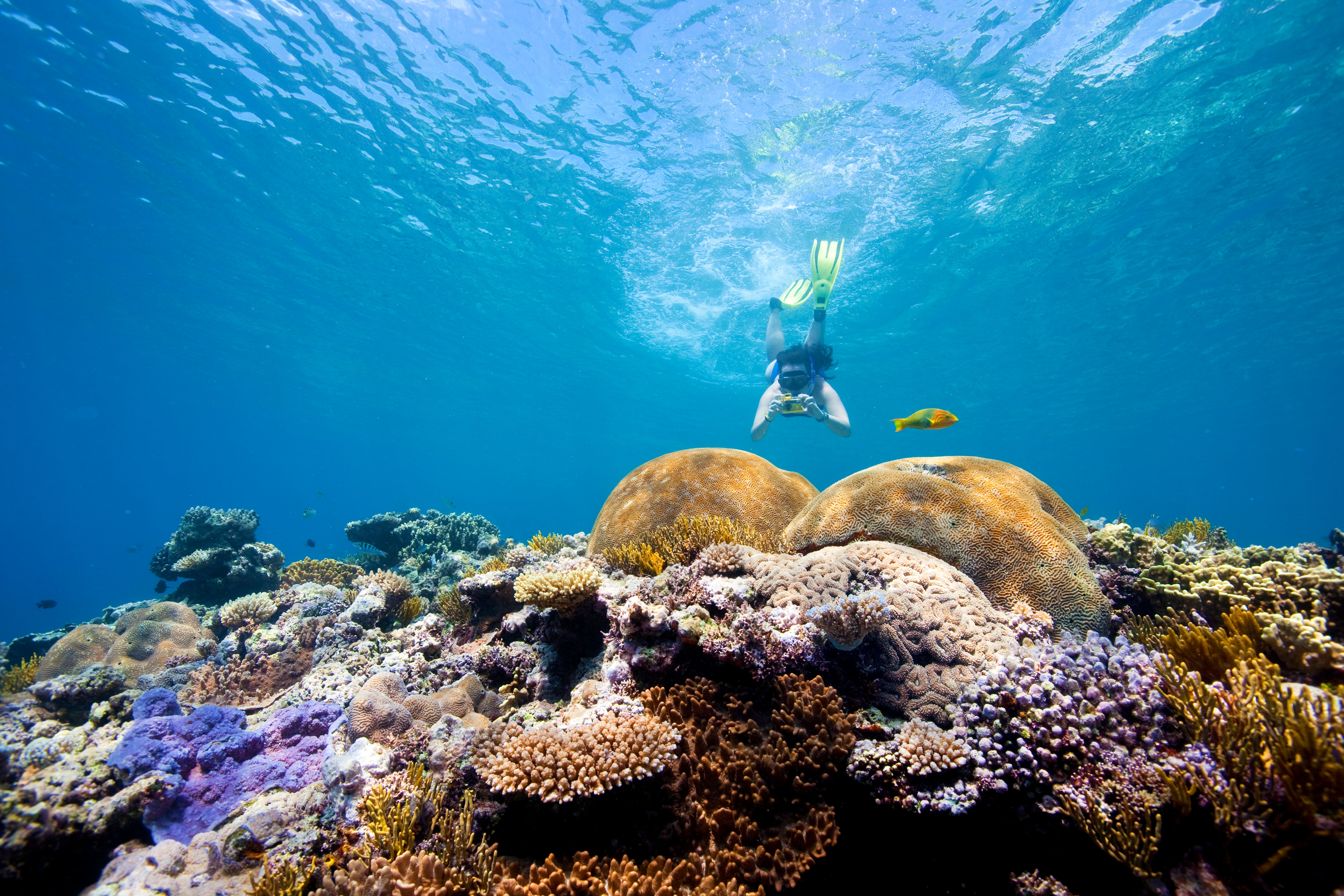 Reef tourism. Большой Барьерный риф Австралия. Дайвинг в Австралии большой Барьерный риф. Большой Барьерный риф National Geographic. Большой Барьерный риф в Кэрнсе.