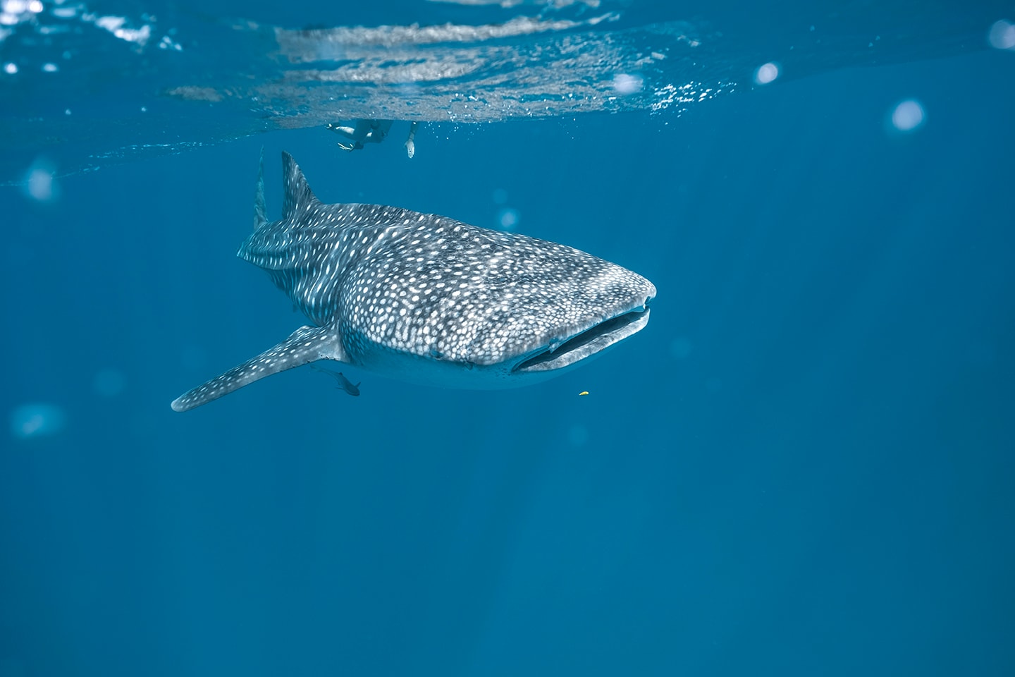 オーストラリアの秋の動物と野生動物の暮らし オーストラリア政府観光局