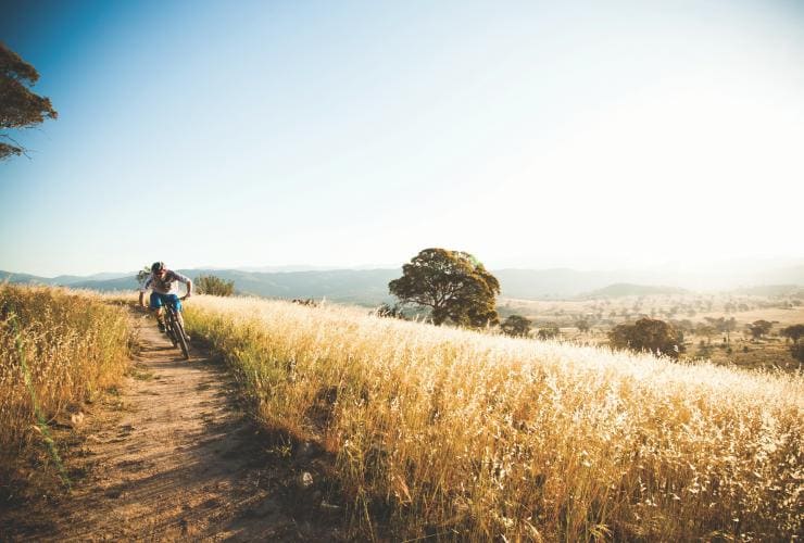 Ein Radfahrer fährt auf dem Centenary Trail auf einem schmalen Feldweg durch hohes goldfarbenes Gras, mit Blick auf Farmland, Canberra, Australian Capital Territory © VisitCanberra