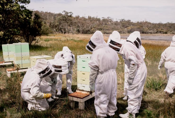 Eine Gruppe von Personen, die Schutzkleidung und Helme tragen, versammelt sich während einer Beekeeping Experience um einen künstlichen Bienenstock, Saffire Freycinet, Tasmanien © Saffire Freycinet 
