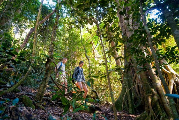 Hikers walking down a hill covered with towering green trees at O'Reilly's Rainforest Retreat, Lamington National Park, Queensland © O'Reilly's Rainforest Retreat