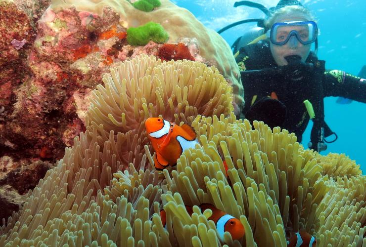 A scuba diver underwater beside three clownfish in an anemone with Poseidon Cruises, Agincourt Reef, Great Barrier Reef, Queensland © Quicksilver Group