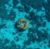 Snorkelling, Great Barrier Reef, Wilson Island, Queensland © Tourism and Events Queensland