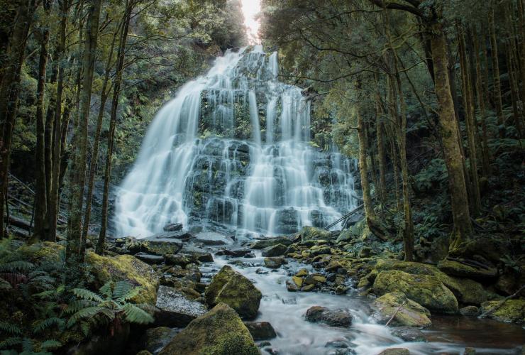 The cascading streams of Nelson Falls tumbling down a rock face surrounded by trees in Franklin-Gordon Wild Rivers National Park, Tasmania © Jess Bonde