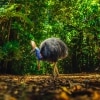 Cassowary in Daintree Rainforest, Queensland © Tourism and Events Queensland