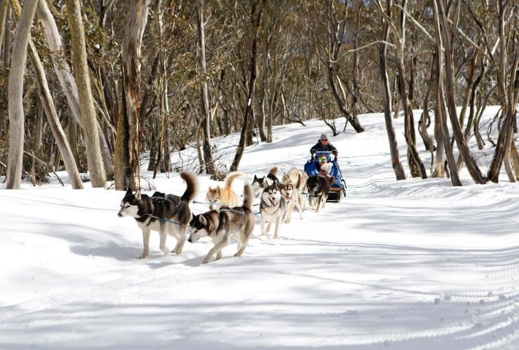A group of huskies pulling a sled of three people through an alpine forest in the snow during a Howling Huskys ride in High Country, Victoria © Visit Victoria