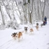 A team of huskies pulling two people on a sled through a snowy forest during a tour with Howling Huskys Dog Sled Tours, Mount Hotham, High Country, Victoria © Howling Huskys Dog Sled Tours