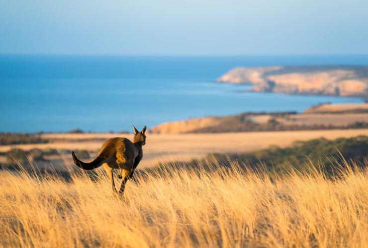 A kangaroo hopping through tall, golden grass towards a rugged coastline in Middle River, Kangaroo Island, South Australia © Ben Goode