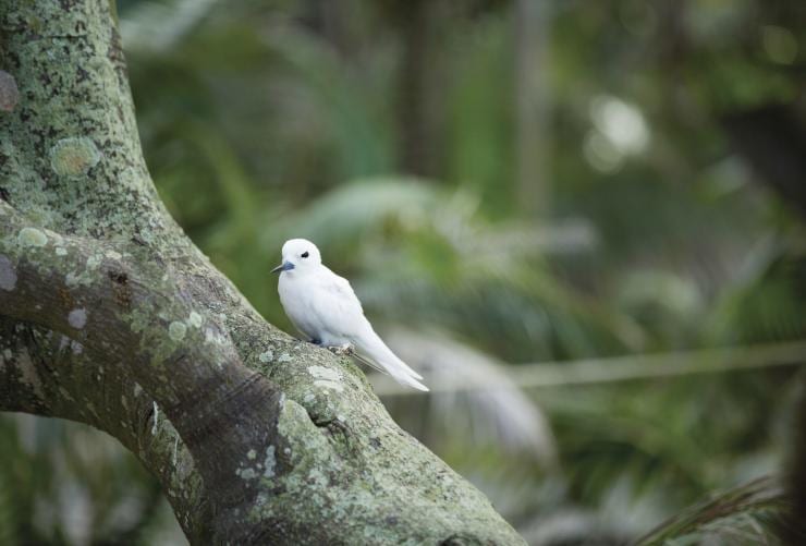 A small white bird perched on a tree surrounded by greenery on Lord Howe Island, New South Wales © Destination NSW