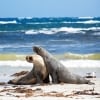 Two sea lions on the beach at Seal Bay Conservation Park in Kangaroo Island © Exceptional Kangaroo Island