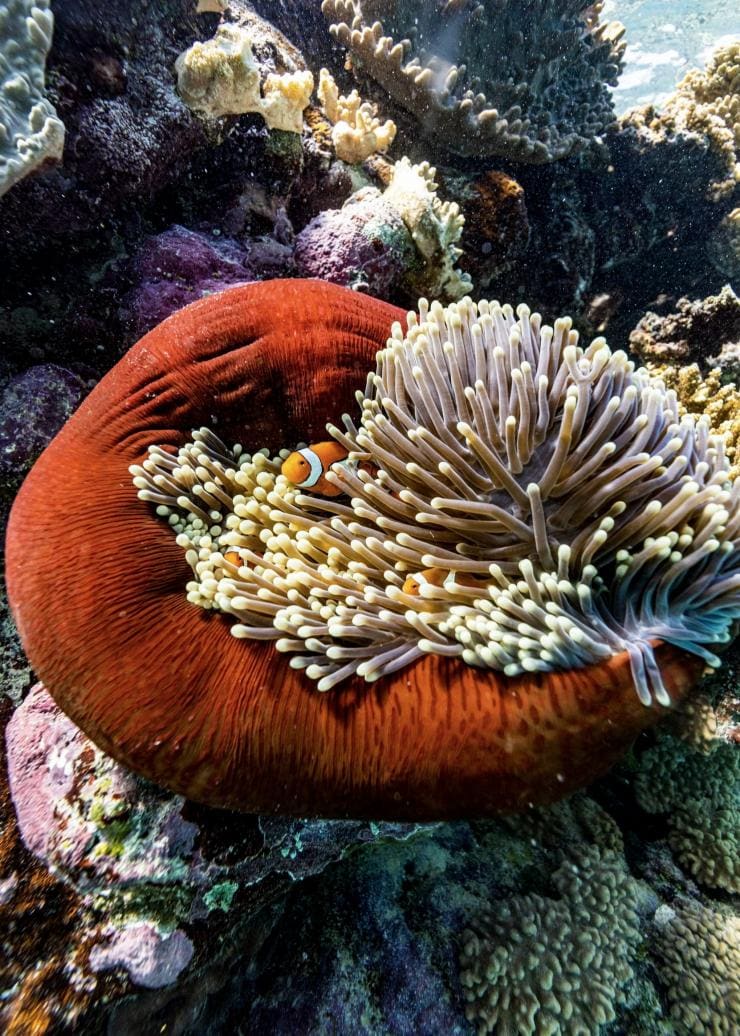 Clownfish swimming through coral in the Great Barrier Reef, Queensland © Tourism Australia