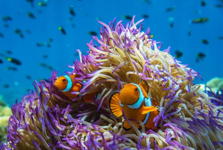 Two clownfish swimming in an anemone with a school of fish behind them in the Frankland Islands, Queensland © Phil Warring