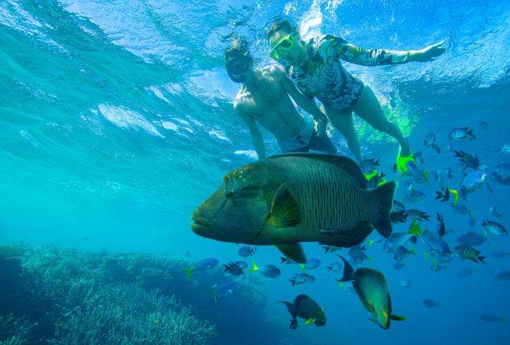 A couple snorkelling above a Maori wrasse and a school of smaller fish on the Great Barrier Reef, Queensland © Tourism and Events Queensland