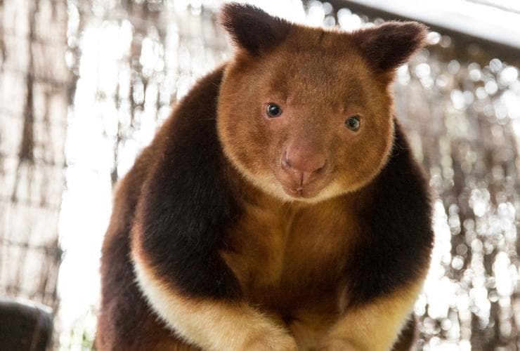 Tree Kangaroo looking towards the camera while standing on a branch with a rope  at Adelaide Zoo, Adelaide, South Australia © Tourism Australia