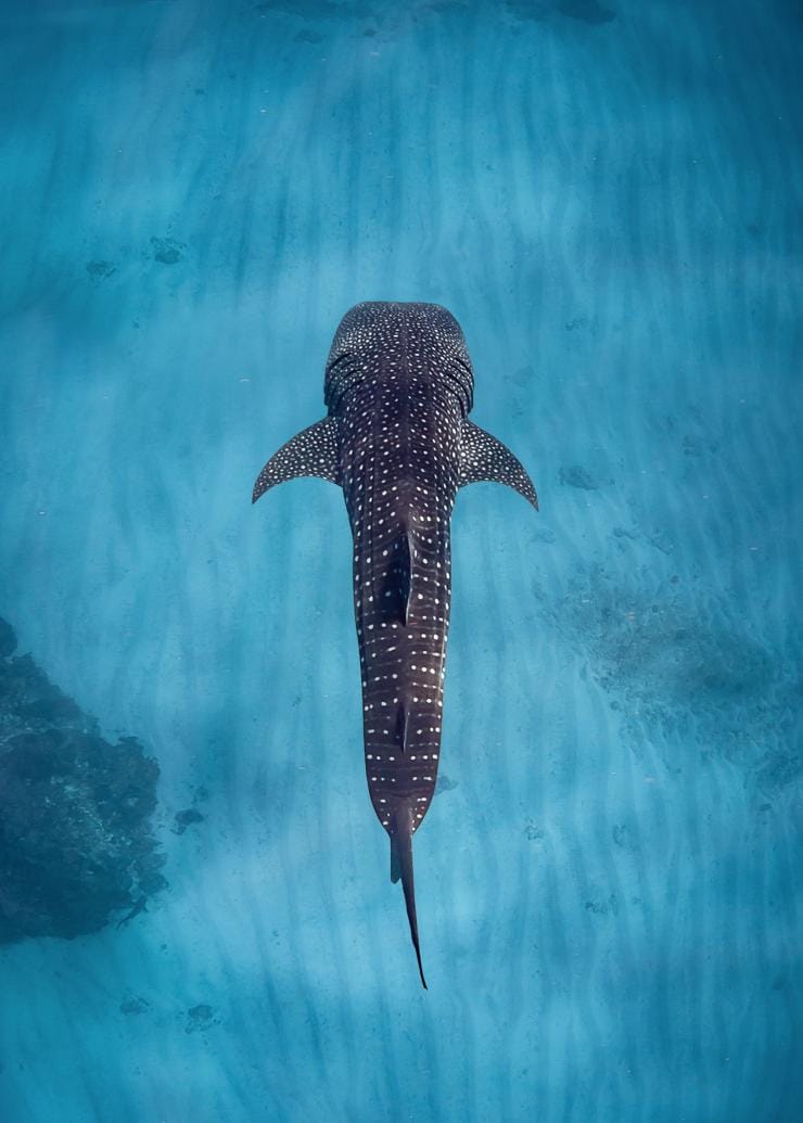 Aerial view of a whale shark swimming through the clear blue waters of Ningaloo Reef, Western Australia © Sal Salis Ningaloo Reef