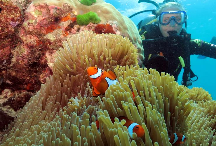 A diver peering over a coral reef to see an anemone filled with clownfish during Poseidon Cruises, Agincourt Reef, Great Barrier Reef, Queensland © Quicksilver Group