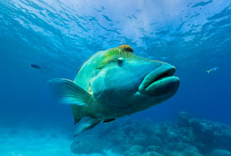 Close up of a Maori wrasse, Agincourt Reef, Great Barrier Reef, Queensland © Andrew Watson