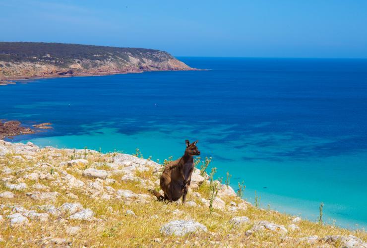 Kangaroo standing on a hill on the coastline near Stokes Bay on Kangaroo Island, South Australia © South Australian Tourism Commission