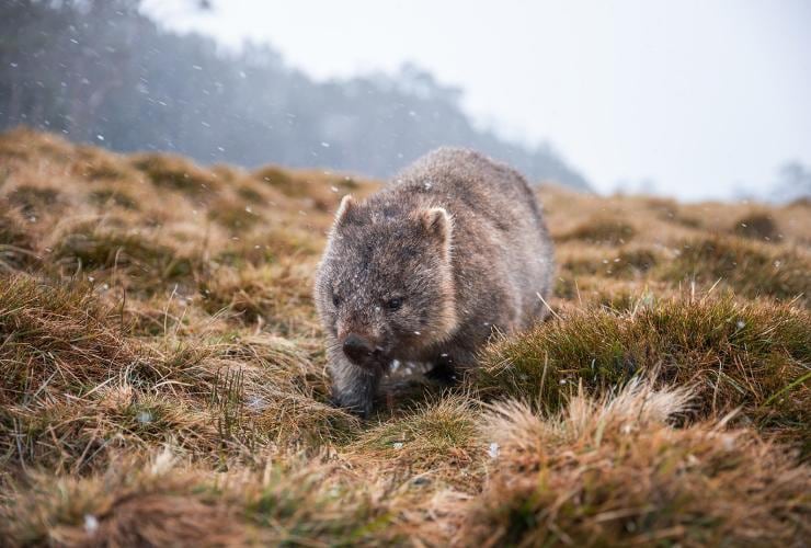 A wombat walking through grass beneath gently falling snow, Cradle Mountain-Lake St Clair National Park, Tasmania © Daniel Tran