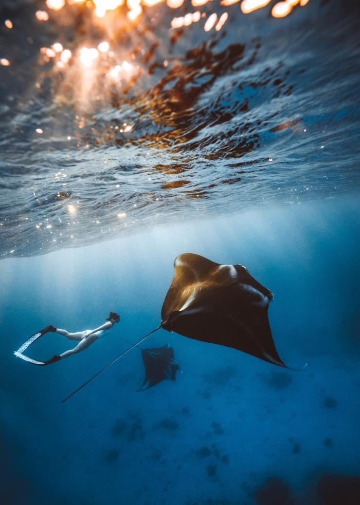 A person snorkelling through deep blue water alongside two large manta rays near Lady Elliot Island, Great Barrier Reef, Queensland © Tourism and Events Queensland