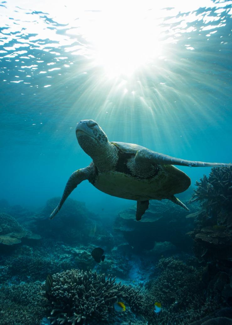 Turtle swimming underwater at Lady Elliot Island, Southern Great Barrier Reef, Queensland © Tourism and Events Queensland