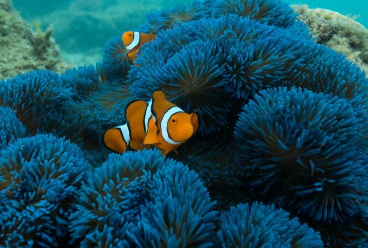 Two clownfish swimming in a blue anemone during Frankland Islands Reef Cruises, Frankland Islands, Queensland © Frankland Islands Reef Cruises/Australian Wildlife Journeys