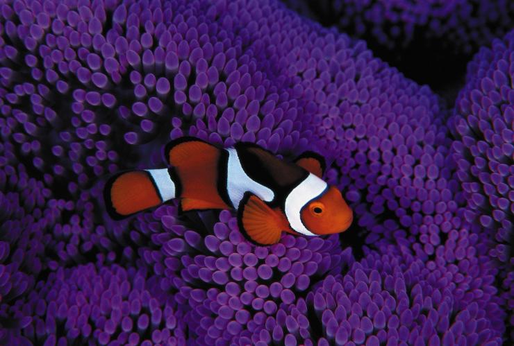 A clownfish swimming among purple coral on the Great Barrier Reef, Queensland © Stuart Hutchison