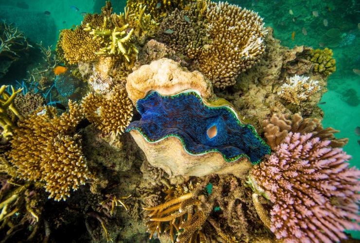 Underwater looking down at a giant clam among a bed of coral on the Great Barrier Reef, Queensland © Tourism Tropical North Queensland