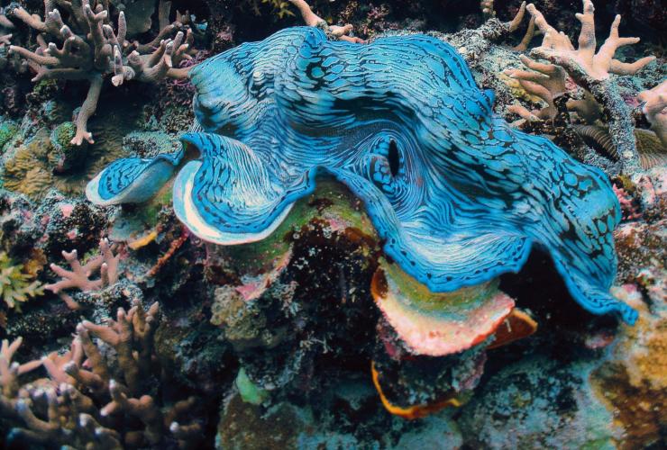 A blue Giant Clam among a coral shelf on the Great Barrier Reef, Queensland © Tourism and Events Queensland