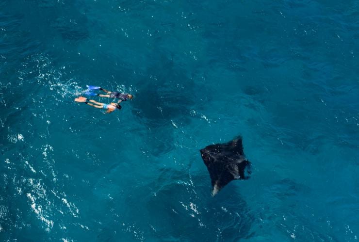 Aerial view of two snorkellers swimming towards a manta ray on Lady Elliot Island, Great Barrier Reef, Queensland © Tourism and Events Queensland