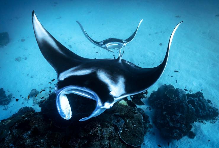 Two manta rays swimming in the ocean surrounding Lady Elliot Island, Great Barrier Reef, Queensland © James Vodicka