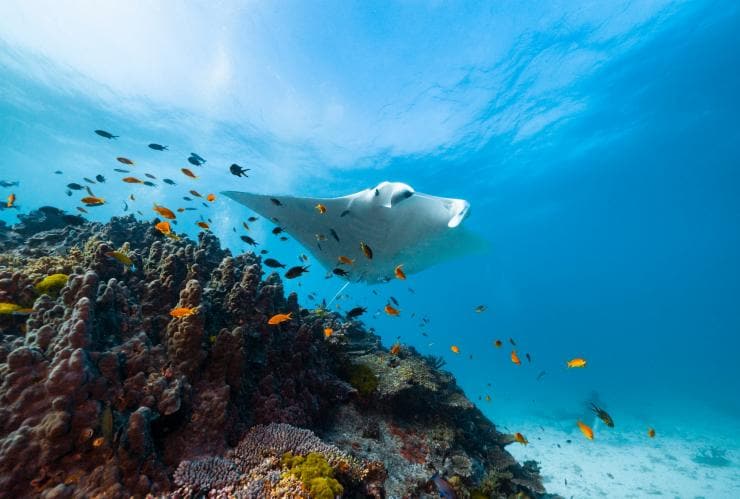 A manta ray soaring above a coral bed among a school of fish near Lady Elliot Island, Great Barrier Reef, Queensland © Tourism and Events Queensland