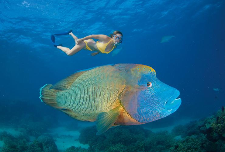 A woman snorkelling above a large, blue and yellow Maori wrasse at Turtle Bay, Agincourt Reef, Queensland © Tourism and Events Queensland