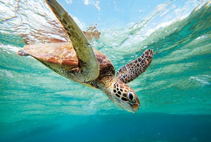 A green Sea Turtle diving down from the surface near Lady Elliot Island, Great Barrier Reef, Queensland © Tourism and Events Queensland