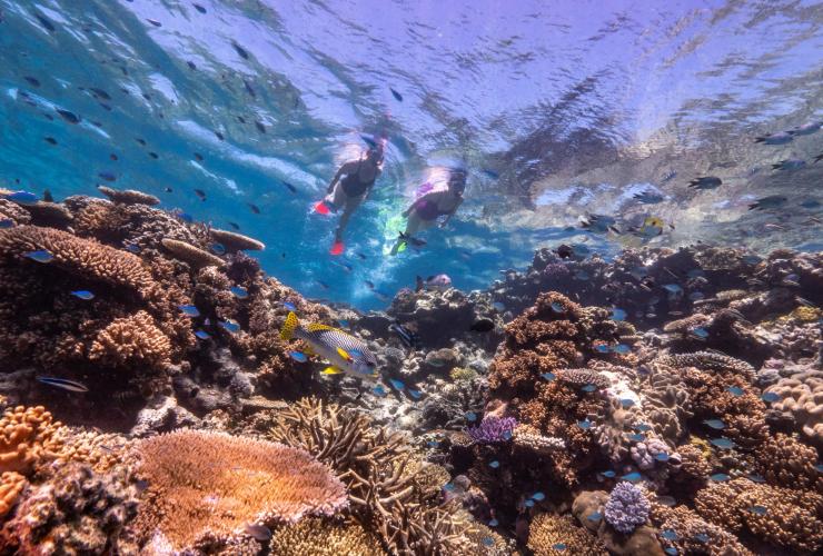 Two people swimming along the surface of the water, snorkelling above a coral reef surrounded by colourful fish on the Great Barrier Reef with Dreamtime Dive and Snorkel, Queensland © Tourism and Events Queensland