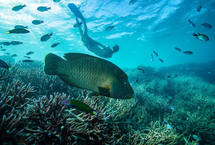 A person snorkelling among colourful coral and a school of fish including a large Maori wrasse in the foreground on the Great Barrier Reef, Queensland © Tourism and Events Queensland