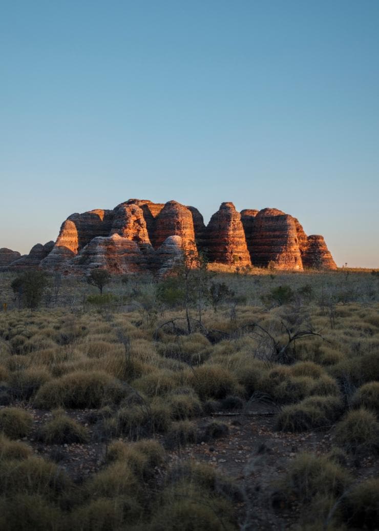 A grassy plain in the foreground with a cluster of red rock domes of the Bungle Bungle Range glowing in the sunrise in the distance, Purnululu National Park, Western Australia © Tourism Western Australia